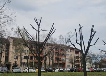 Уређење дрвореда у оквиру редовног одржавања зелених површина