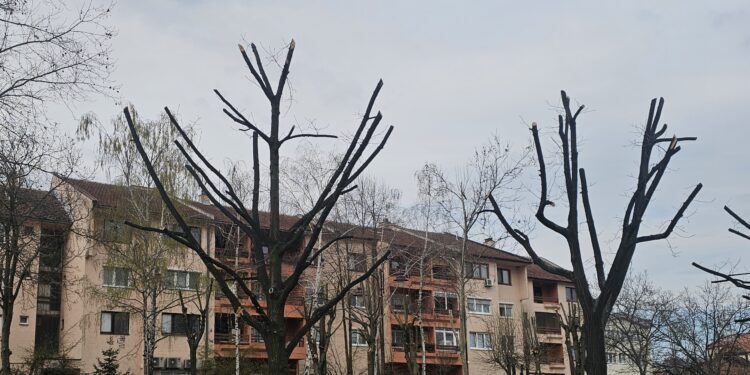 Уређење дрвореда у оквиру редовног одржавања зелених површина